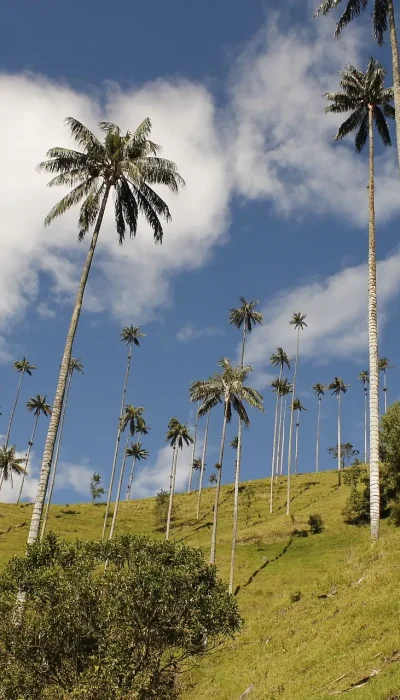 DayaYoga-ViajeConscienteColombia26-Cocora